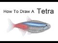 How to Draw a Neon Tetra | Colored Pencil Tutorial