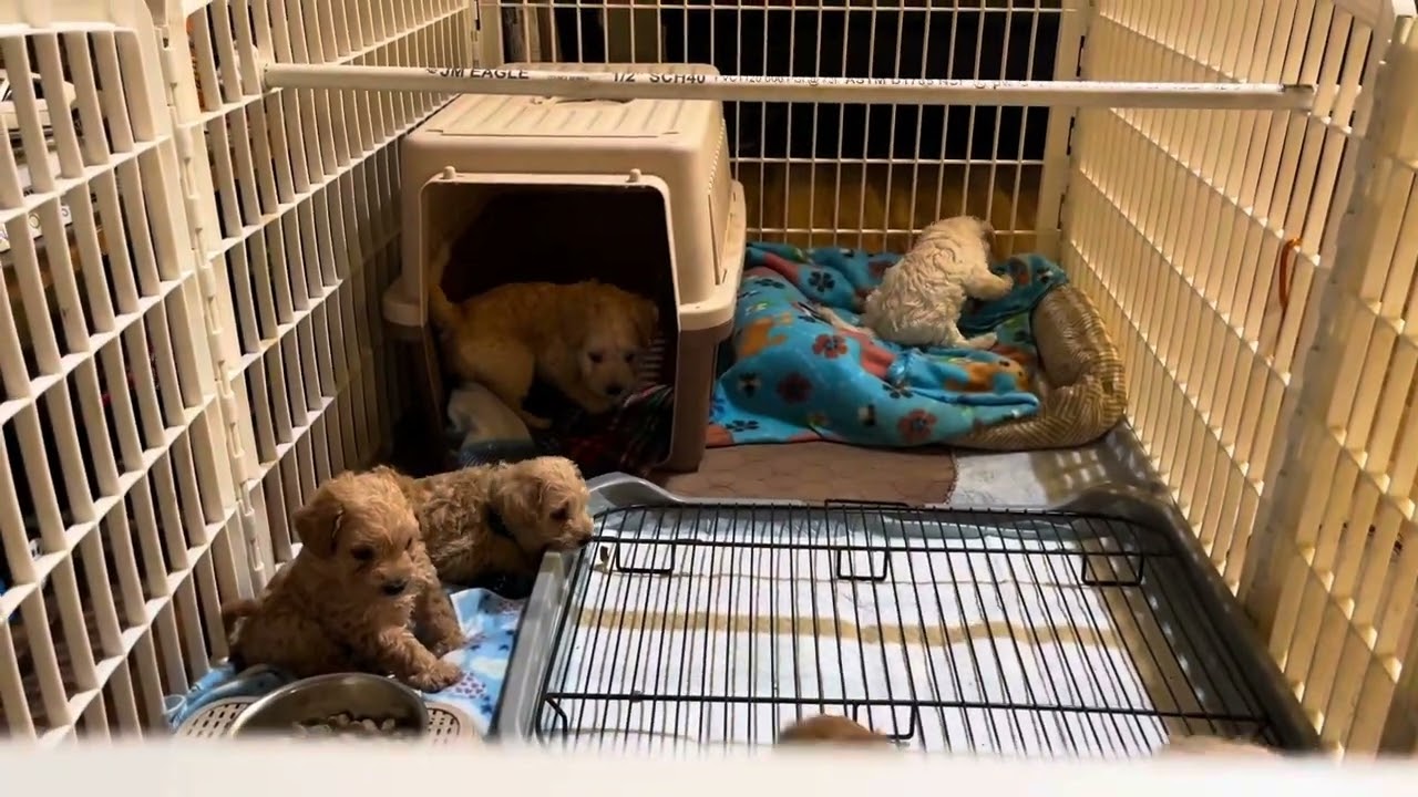 Приучение к туалету 5-недельных щенков