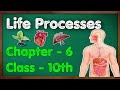 Life Processes Class 10 Science Biology | CBSE NCERT KVS