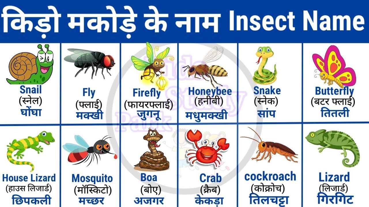 कीड़े मकोड़े के नाम 🐜🪲insect name in english and hindi 💥🔥 - YouTube