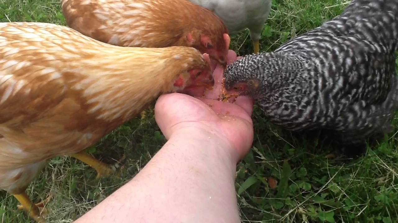 My Chickens when they first started to be tame. YouTube