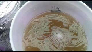 How to get rid of gnats in a DWC hydroponic system