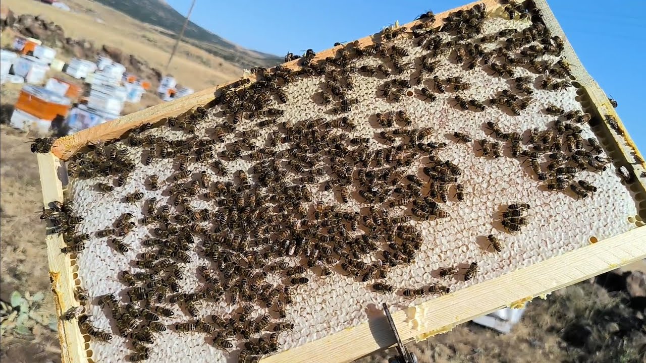 Bal hasadı nasıl yapılmalı..Ana arı ızgara farkı