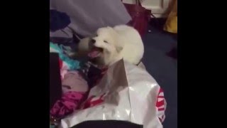 Собака забавно смеётся) Собака забавно смеётся)