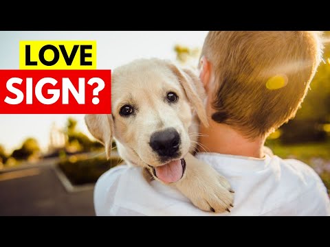 7 Signs That Your Dog Has Imprinted on You - YouTube