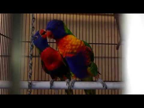 تزاوج الببغاء اللوري