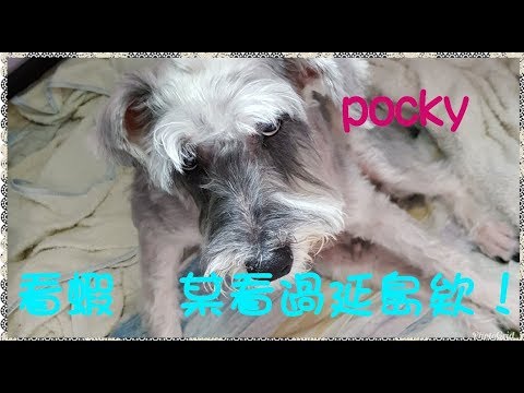 pocky 朗塞去~ 【乃哥 TV】