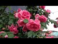 Shiuan's Rose Garden 2018.5.10 花園日記