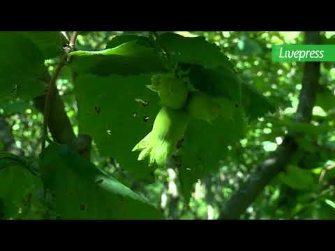 სესის ანგარიში ფაროსანაზე