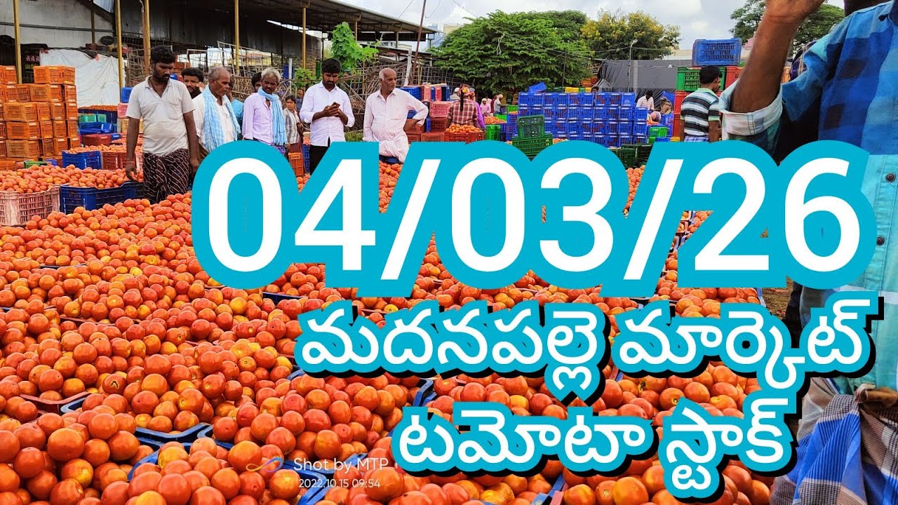 04-03-26 Madanapalle Tomato Market price Today || Today Tomato Market Rate in Madanapalle #today