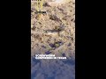 First U.S. screwworm case confirmed in South Texas