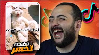 تضحك تتفقع القطط في مصر ميمز التيكتوك