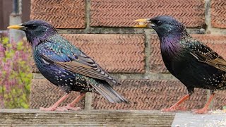 LIVE!🔴 Spring wildlife in my garden plus catchup  #wildlife #live #spring #starlings