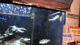 URAYASU_３BANSE1_20120209.MOV