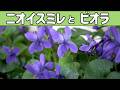 ニオイスミレと ビオラと ビオラの開花(3月)