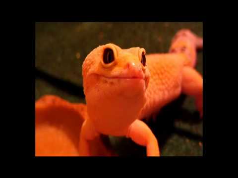 lizard skin grips Eyelickers Preview