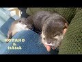 カワウソコタローとハナ お互いに乗っかりあって添い寝 Otter Kotaro&Hana Sleep On Top Of Each Other