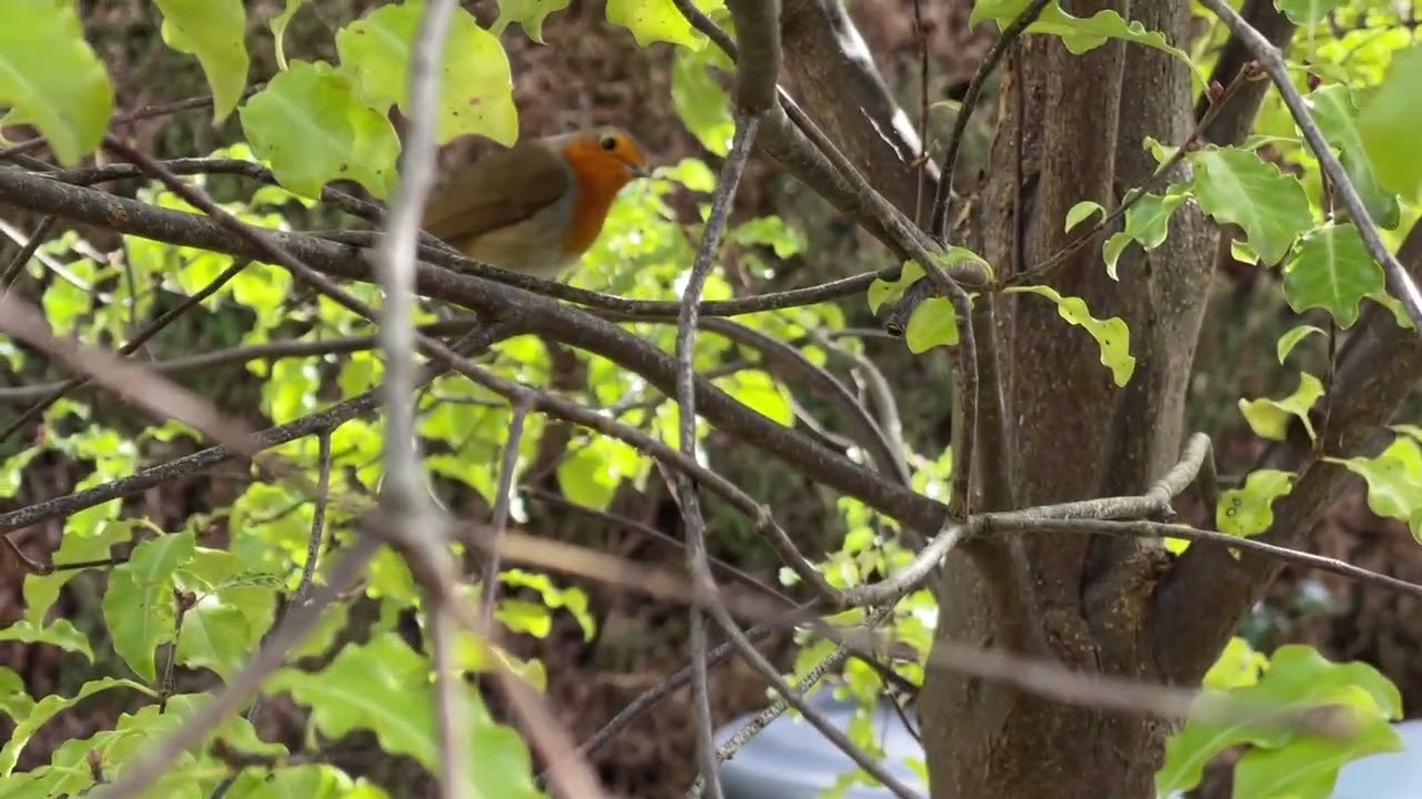 Listening to and watching bird song , my little red friend 