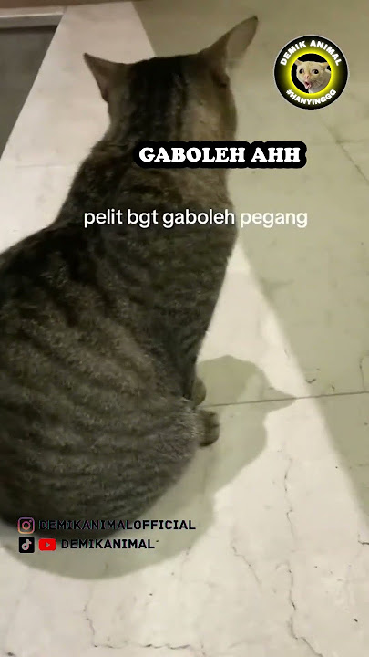 MUJAGER SOK EXCLUSIVE #shorts