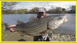 STRIPER FISHING From the Bank of the Sacramento River