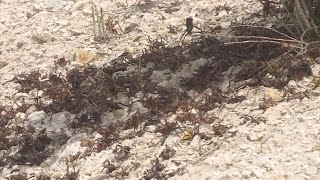 Crickets taking over towns in parts of Nevada