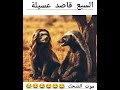 السبع قاصد عسيلة موت الضحك 