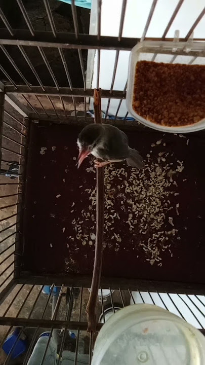 bikin emosi burung lain!!!pancingan burung ciblek sawah agar gacor,, #burung ciblek sawah #birds