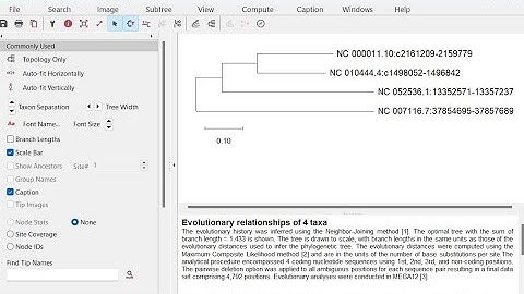 How to use MEGA12 software for Phylogenetic Tree