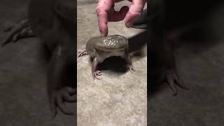 kodok katak #shorts #funny #funnyvideo