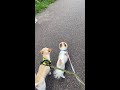 这样的天气遛狗也要注意狗狗会不会中暑哦#日常遛狗 #爱动物的艾文