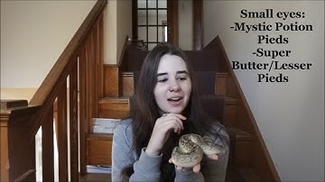 Ball Python Genetics For Dummies By A Dummy
