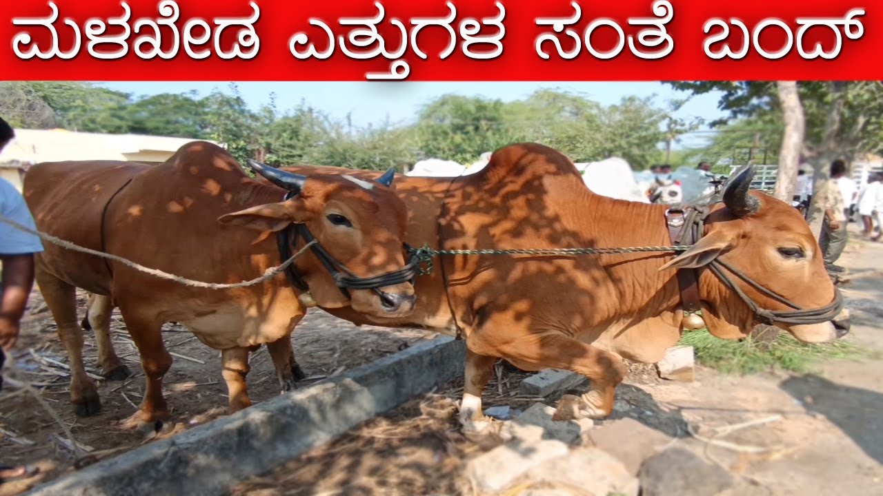 11-11-2025 Malkhed Cattle Market