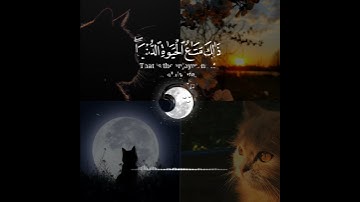 #راحه_نفسيه #القارئ #عبد #الرحمن #مسعد #🤍💫