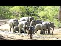 Beautiful herd of Elephant enjoy the nature when they find their favorite source of water
