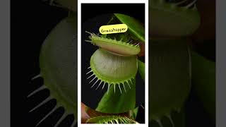 Venus Flytrap Eating #shorts Dionaea muscipula | MOODY BLOOMS