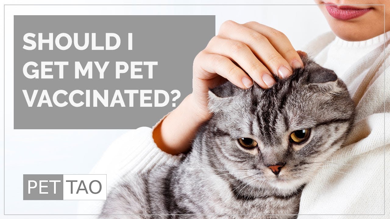 should-i-get-my-dog-vaccinated-pet-tao-holistic-pet-products-youtube