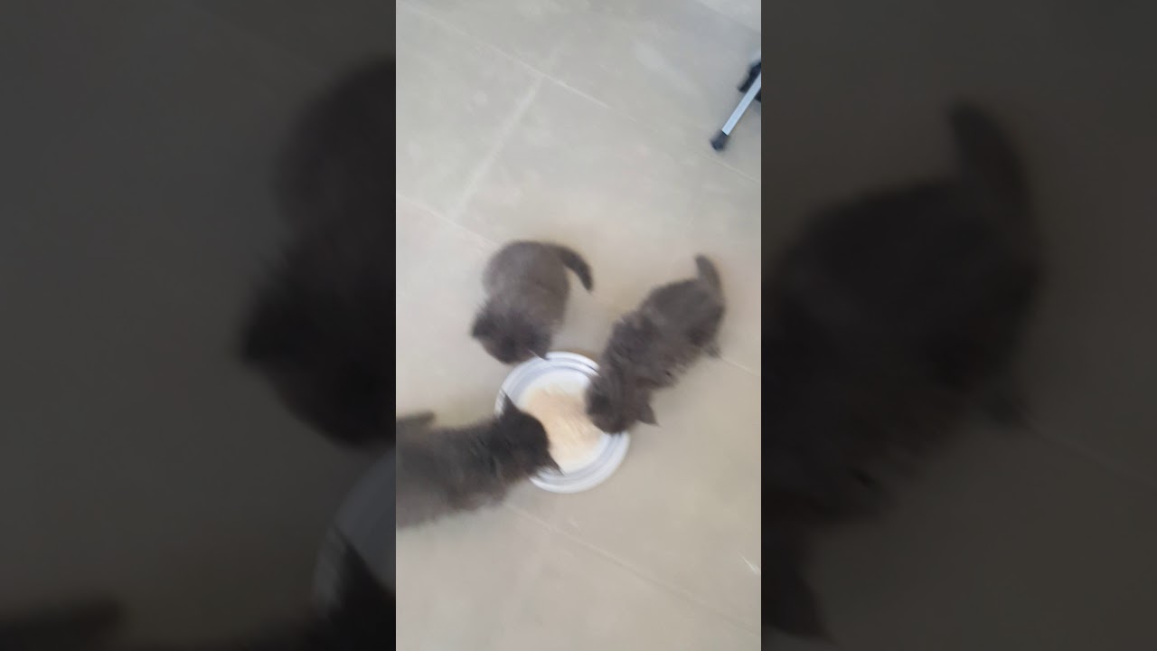 Long Hair Russian Blue Kittens Youtube