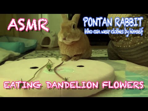 ASMR Eating Dandelion Flowers Sound｜たんぽぽの花を食べる咀嚼音