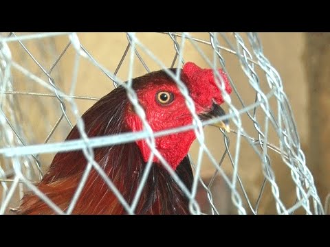 Video Mồng Trích Chân Xanh. Gà Việt Lai Mỹ/ Tung Vlog - youtube