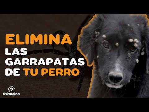 Video: Cómo disciplinar a los cachorros para orinar