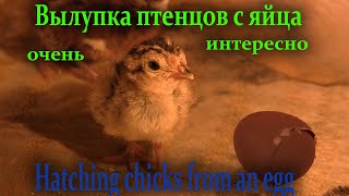 Рождение птенцов /// Весь процесс /// С яйца в птенца