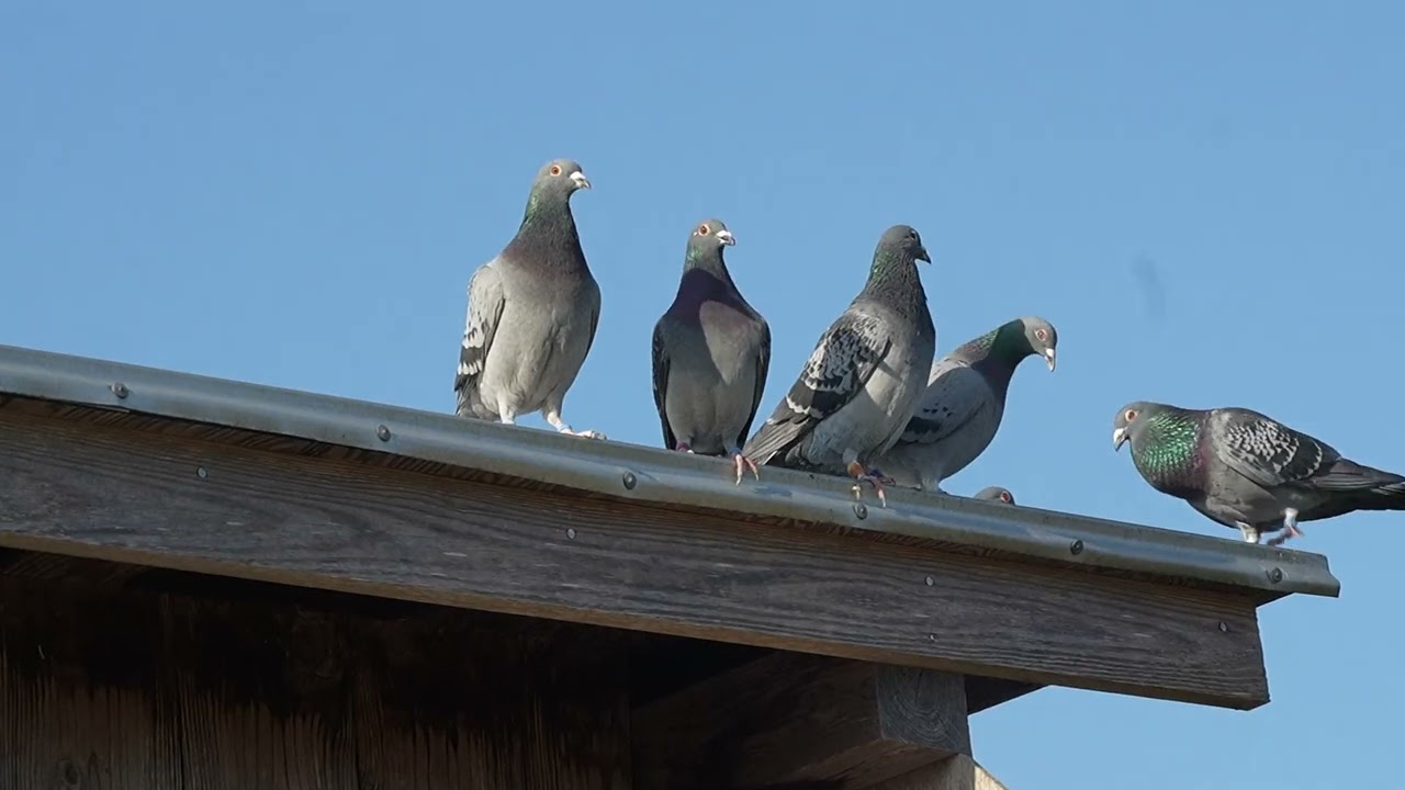Kさん鳩舎　2026年1月18日　SONY α6700＋TAMRON 28-200mm F/2.8-5.6 Di III RXD