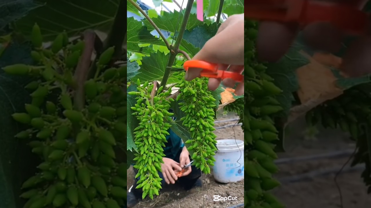 Watch Fruit Farming . Spring Fruit pruning #agriculturefarming #agricultura on YouTube Watch Fruit Farming . Spring Fruit pruning #agriculturefarming #agricultura on YouTube