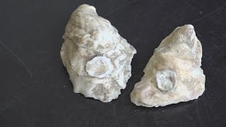 Oyster species that vanished from Maine waters seems to be returning