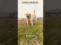 Sultan. Imptbloodline Labrador male 7010786036. #erodekennal #breeder #erodedogsbreeder  #petshop