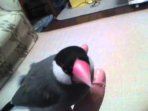 文鳥