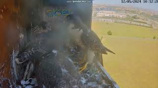 Birdcam.it - Sokół wędrowny Roma - Amelia z dostawami 🐦🦜 2024 05 12 by Ewa ko 95 views 1 day ago 15 minutes