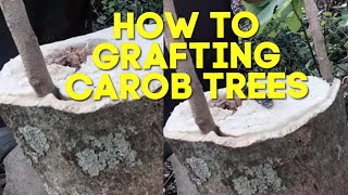 أفضل طريقة تطعيم أشجار الخروب - Garfting Carob Trees