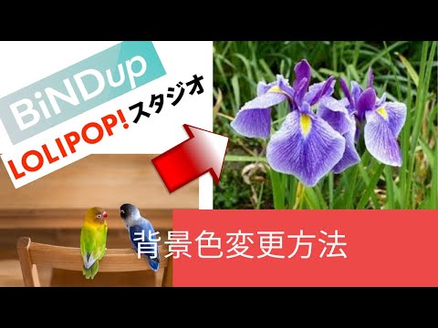Bind up・ロリポップスタジオの背景色変更方法