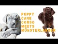 The Cane Corso puppy meets the Small Munsterlander の動画、YouTube動画。